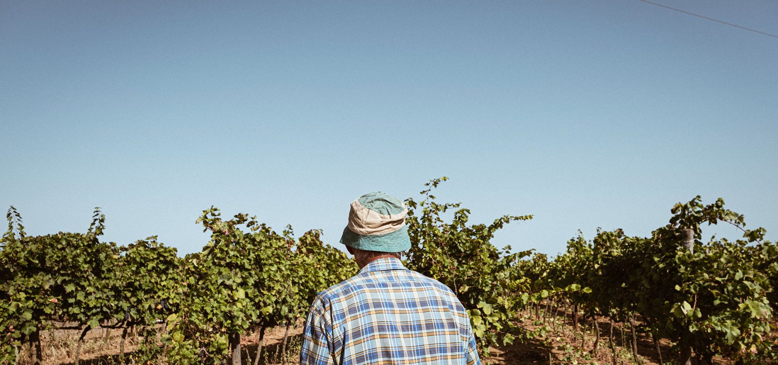 Cantine Polvanera Primitivo Di Gioia Del Colle Puglia